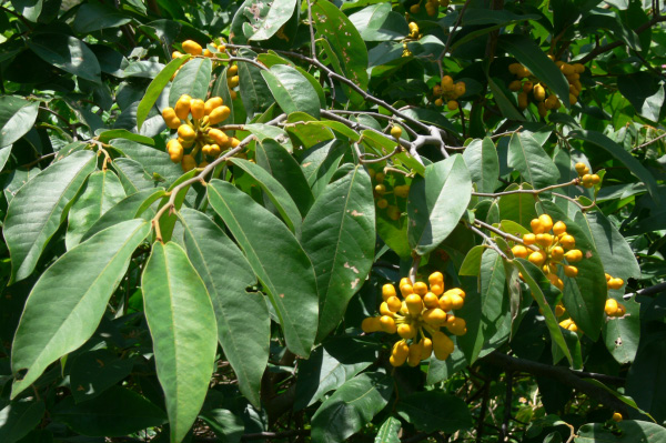 Menjangan Jungle & Beach Resort Flowers 01