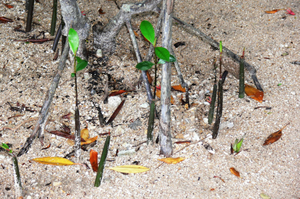 Menjangan Jungle & Beach Resort Mangroves