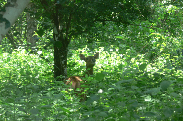 Menjangan Jungle & Beach Resort Wildlife