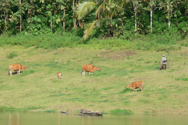 Palasari reserve 02
