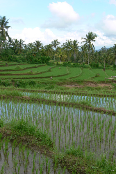 Westbali Palasari Ricefields 11