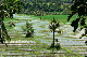 Westbali Palasari Ricefields 01