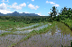 Westbali Palasari Ricefields 03