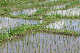 Westbali Palasari Ricefields 06