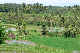 Westbali Palasari Ricefields 09