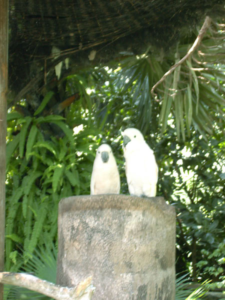 bali bird park 0