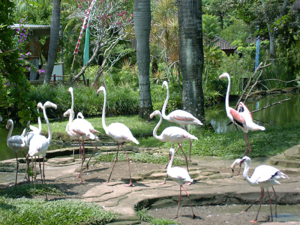 bali bird park 06
