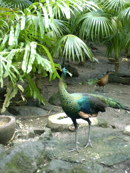 bali bird park 10