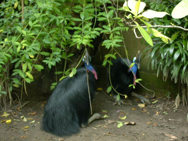 bali bird park 15