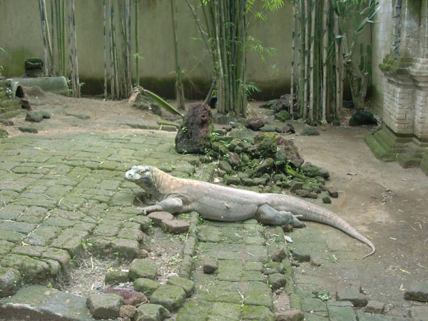 bali bird park 16