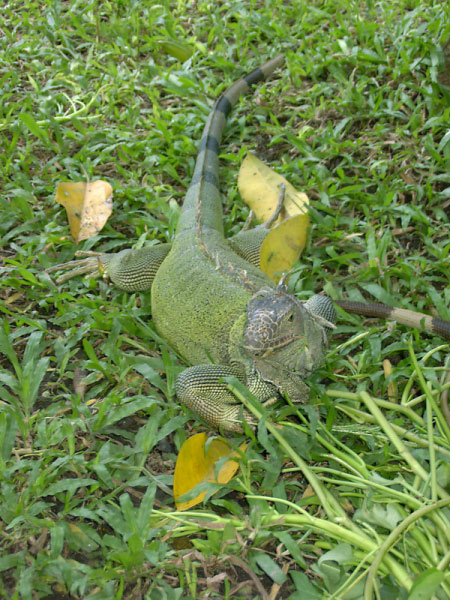 bali bird park 18