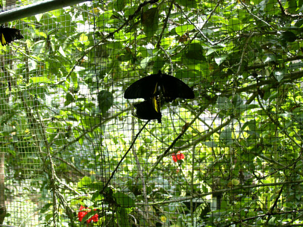 butterfly park 02