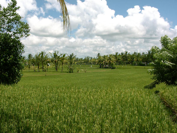 ubud 01