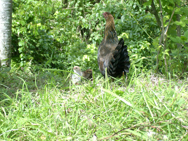 ubud 04