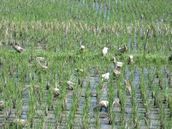 ubud 07