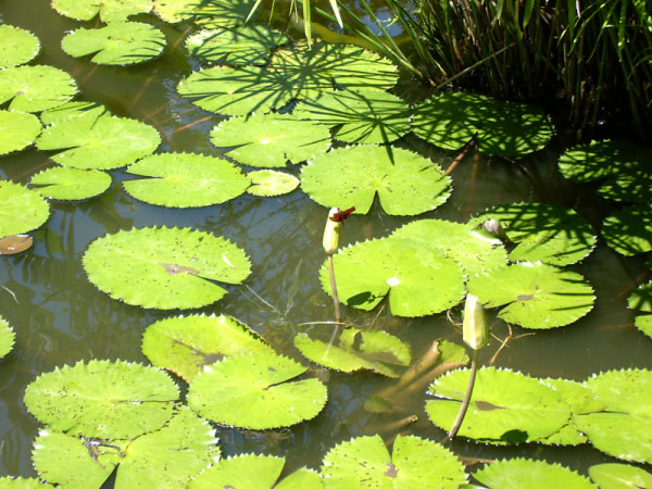 watergarden 02