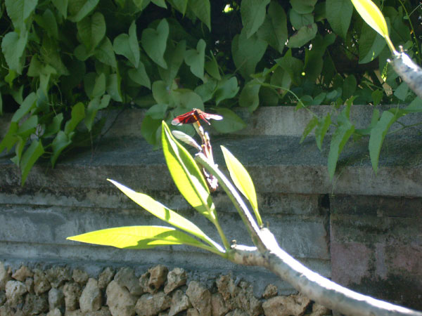 watergarden 03