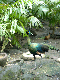 bali bird park 10