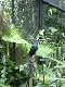 bali bird park 12