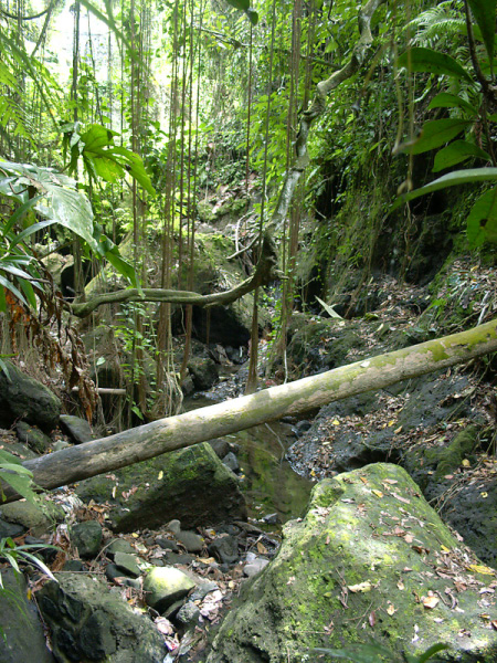 monkey forest 03