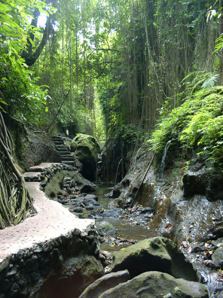 monkey forest 04