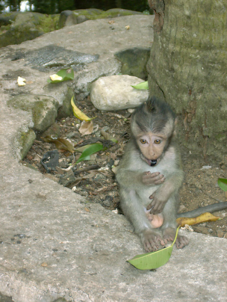 monkeys 03