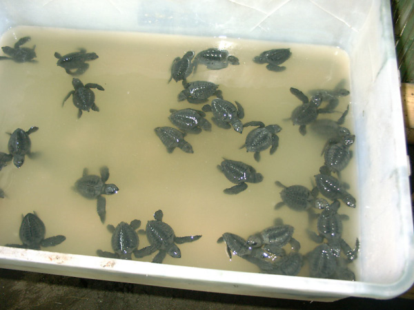turtles 02