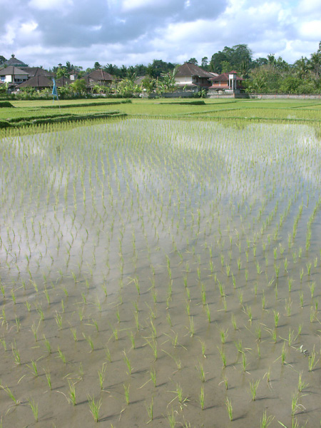 ubud 02