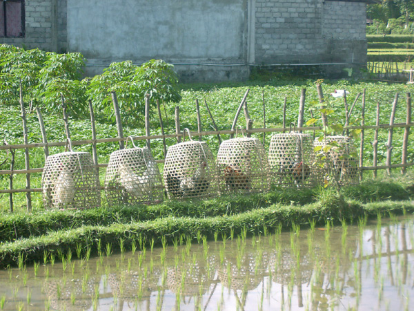 ubud 03