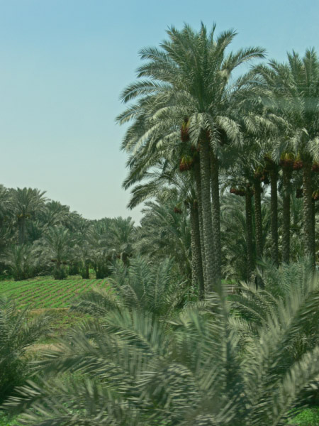 sakkara way to 03